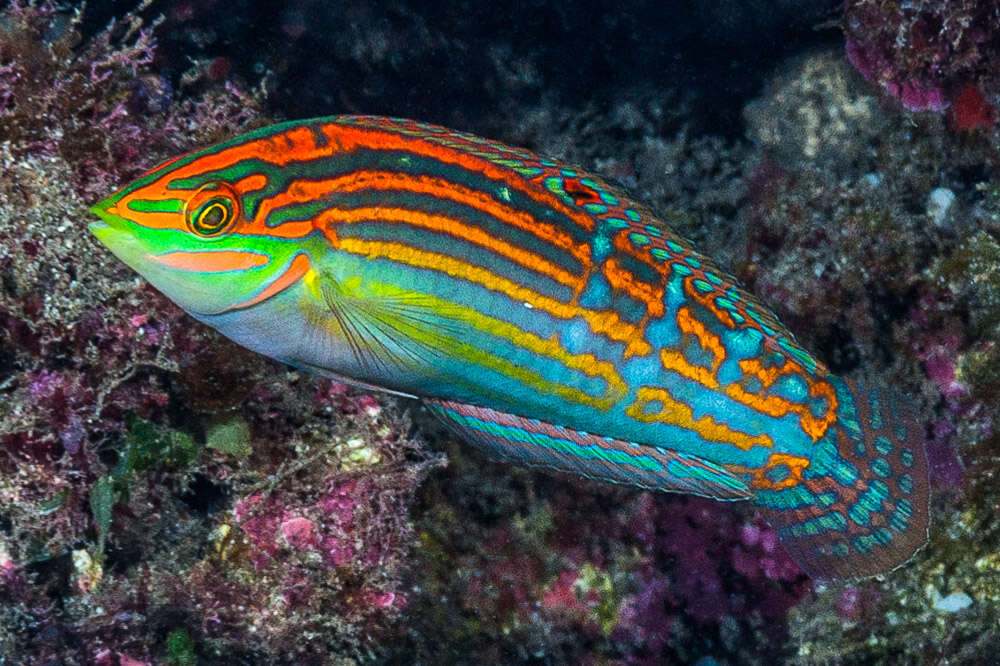 Image of Adorned wrasse