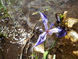 Image de blue flag iris versicolore