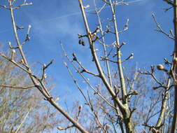 Image of Cornelian cherry dogwood