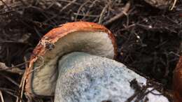 Image of Leccinum manzanitae Thiers 1971