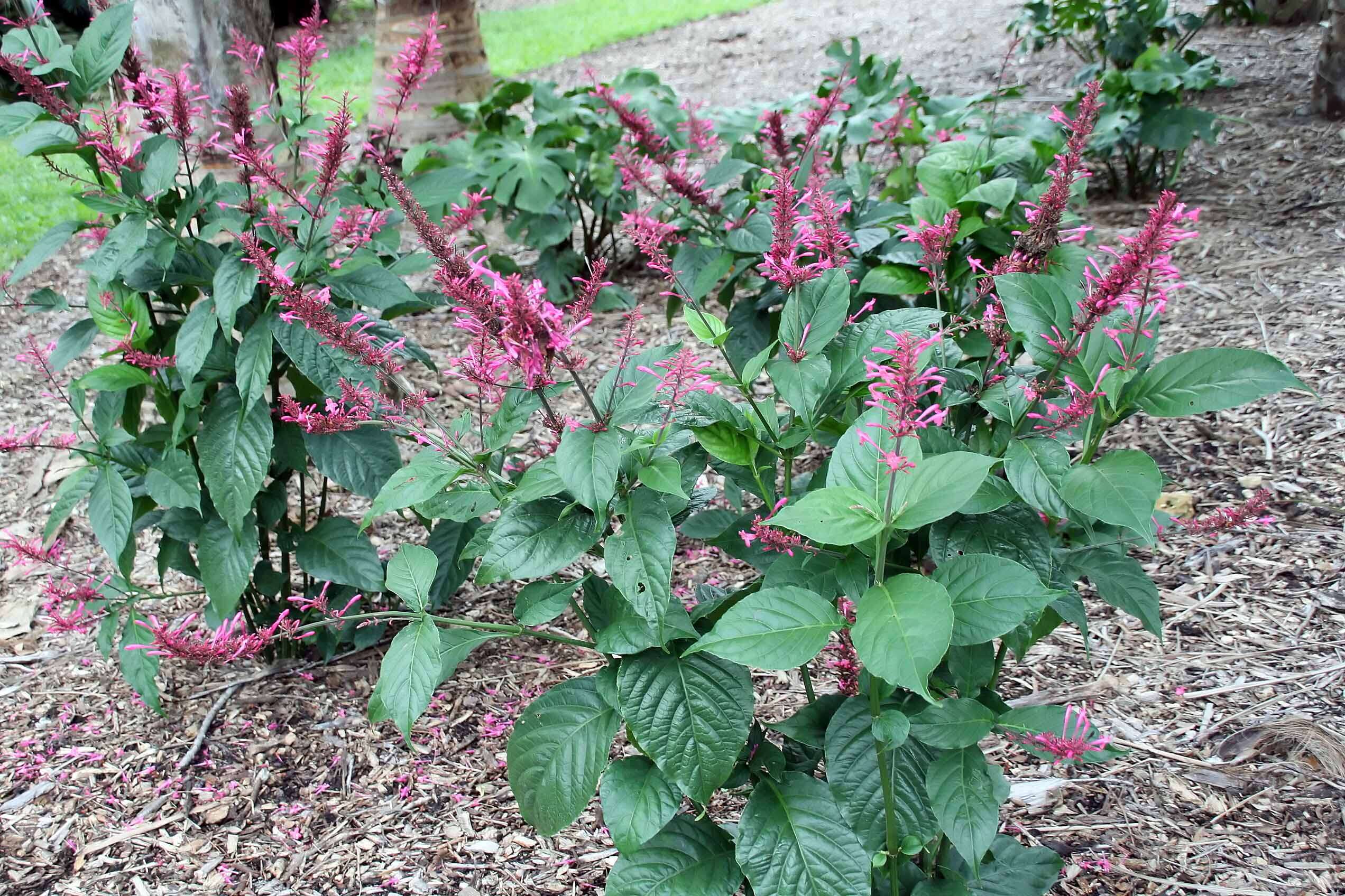 Image of Cardinal's guard flower