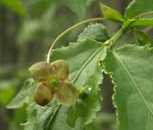 Image de Euonymus verrucosus Scop.