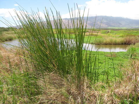 Image of California bulrush