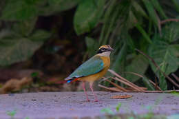 Plancia ëd Pitta brachyura (Linnaeus 1766)