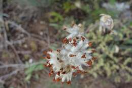 Слика од Anthyllis vulneraria L.