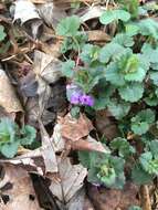 Image of Ground ivy