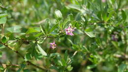 Image of matrimony vine