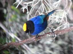 Image of Golden-crowned Tanager
