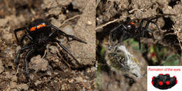 Image of Steatoda paykulliana (Walckenaer 1806)