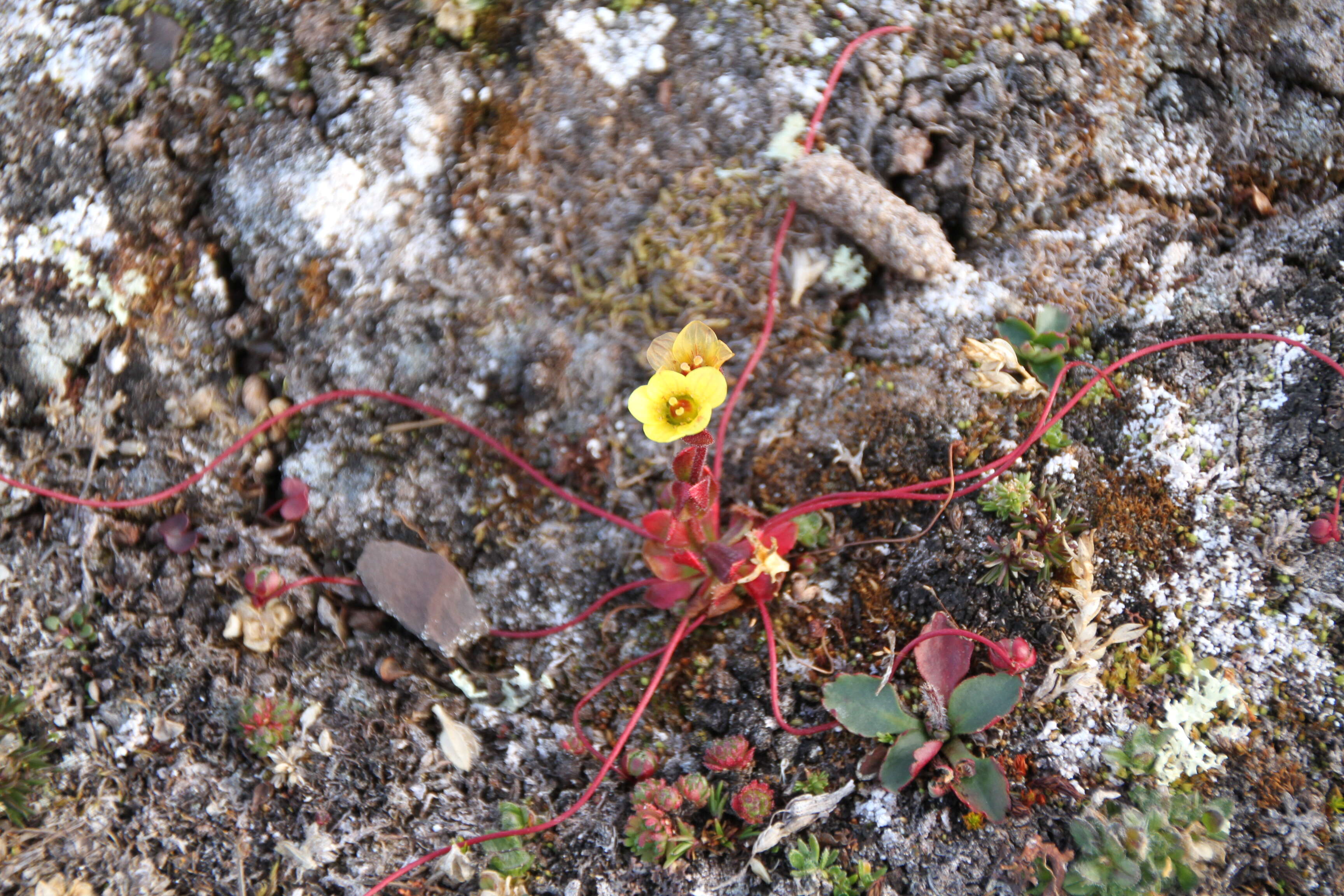 Image of broadsepal saxifrage