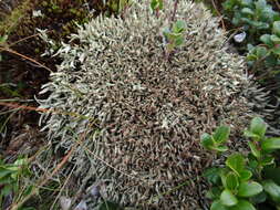 Image of Thorn cladonia