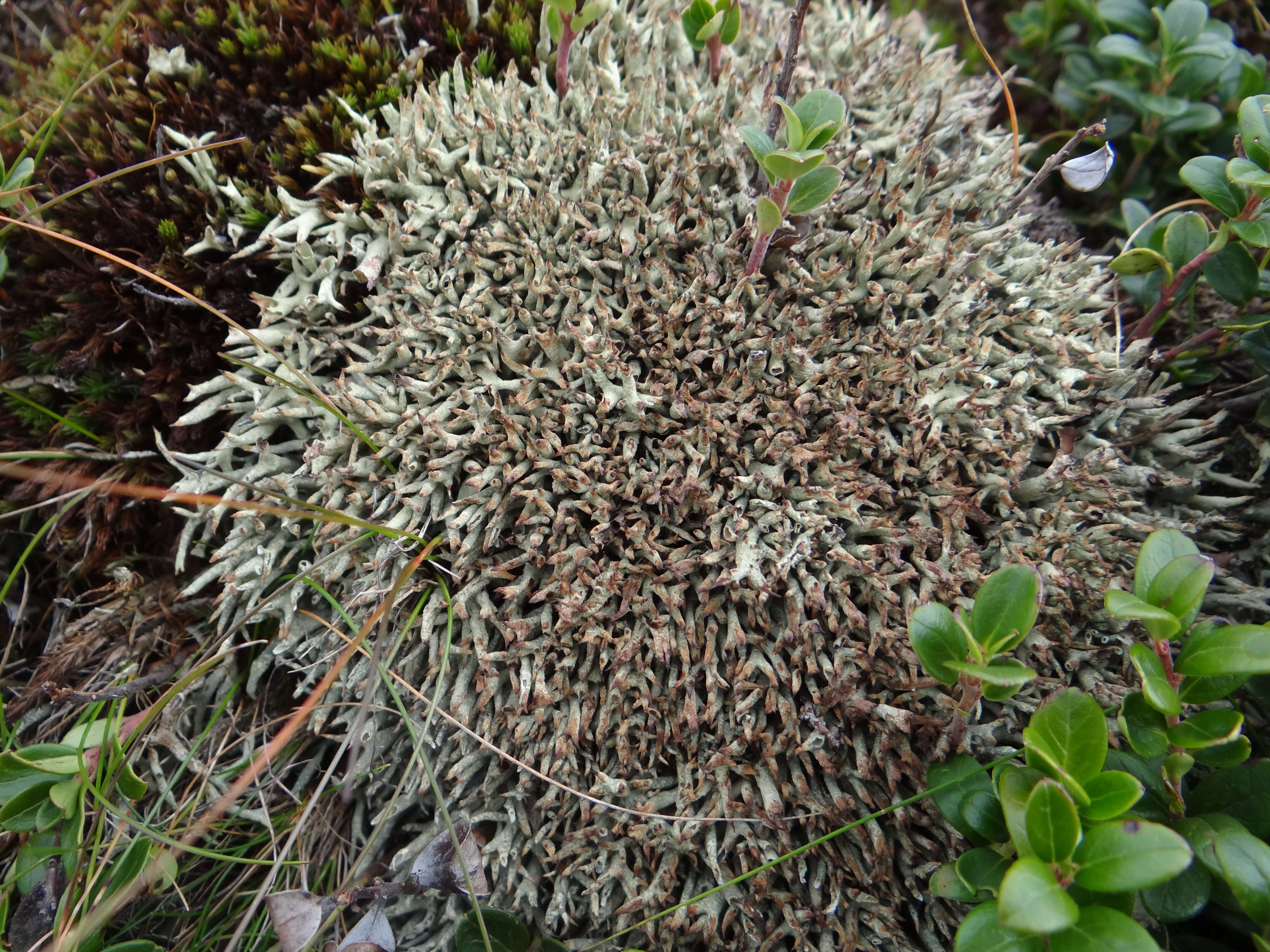 Image of Thorn cladonia