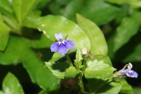 Image of Lobelia alsinoides Lam.