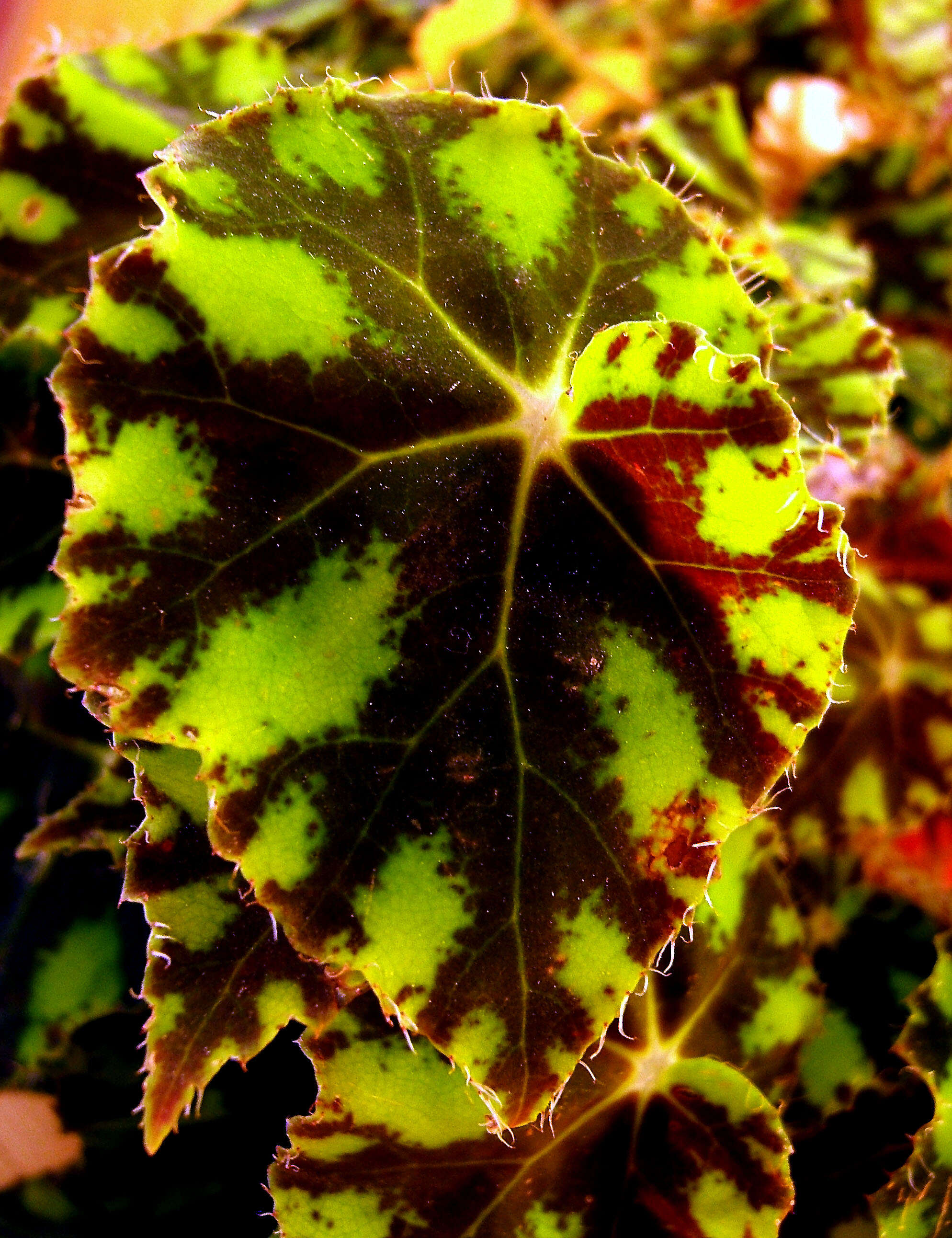 Image of Begonia bowerae Ziesenh.