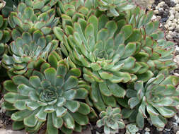 Image of Echeveria pulidonis Walther