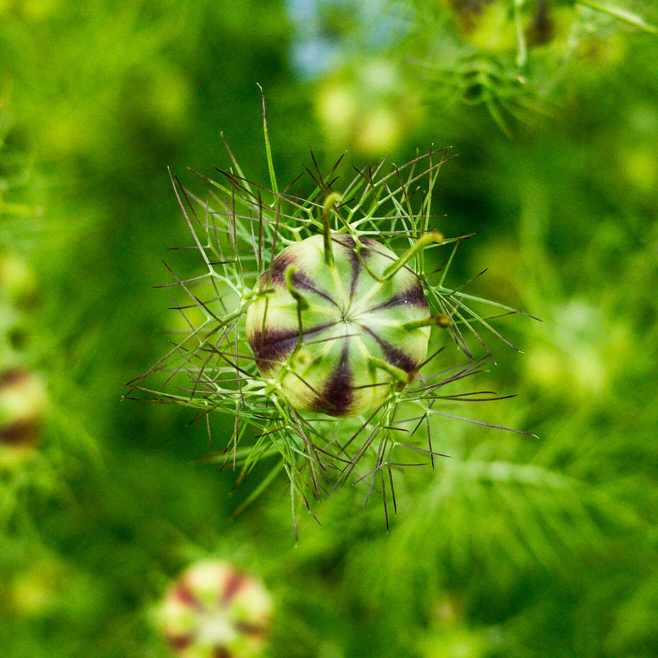 Image of Devil-in-a-bush