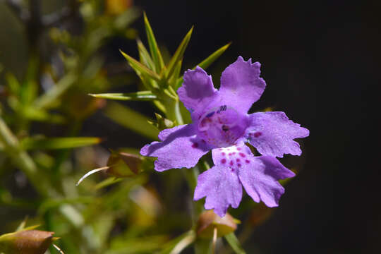 Image of Hemiandra pungens R. Br.