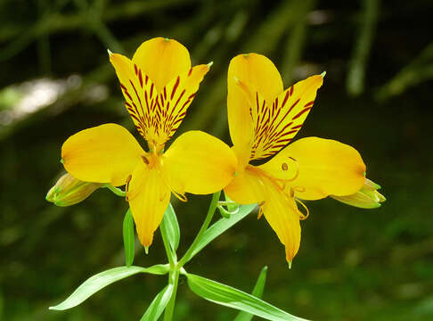 Image of Peruvian-lily