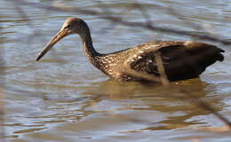 Image of limpkins