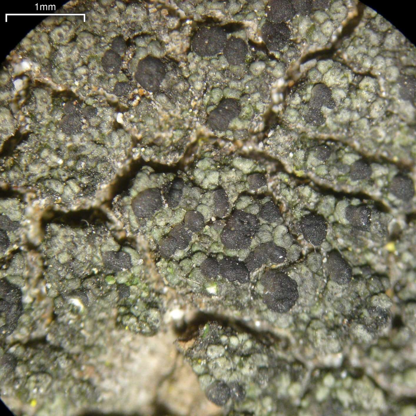 Image of dot lichen