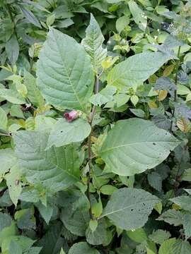 Image of Deadly Nightshade