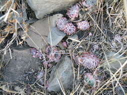 Image of hens and chicks