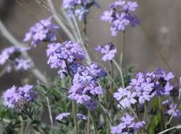 Image of southwestern mock vervain