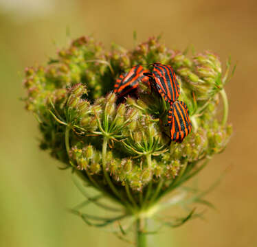 Image of <i>Graphosoma italicum</i>