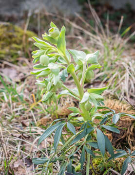 Image of Stinking Hellebore