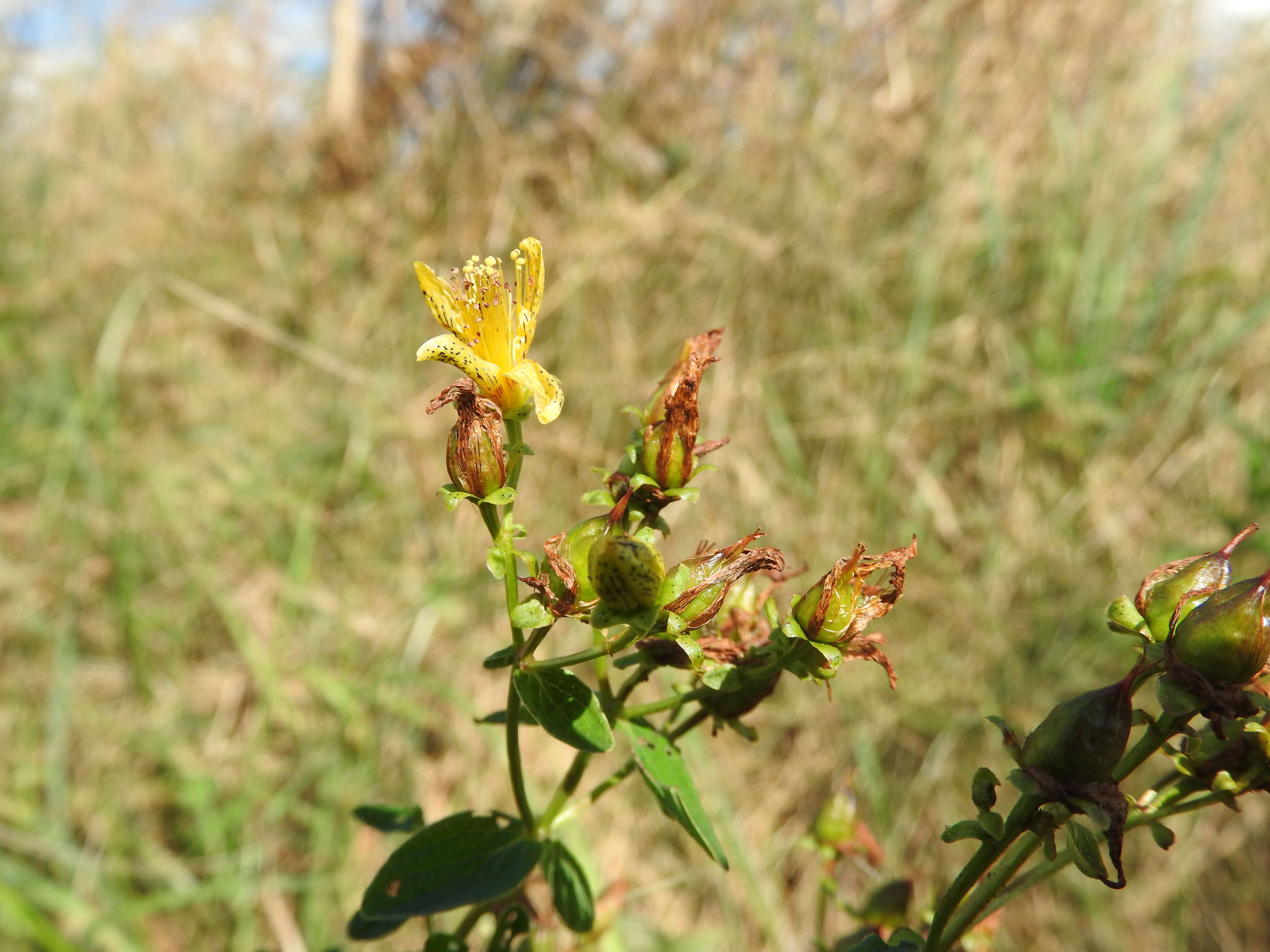 Image of spotted St. Johnswort