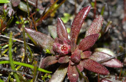 Image of Crassula closiana (Gay) Reiche