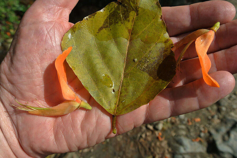 Imagem de Erythrina poeppigiana (Walp.) O. F. Cook