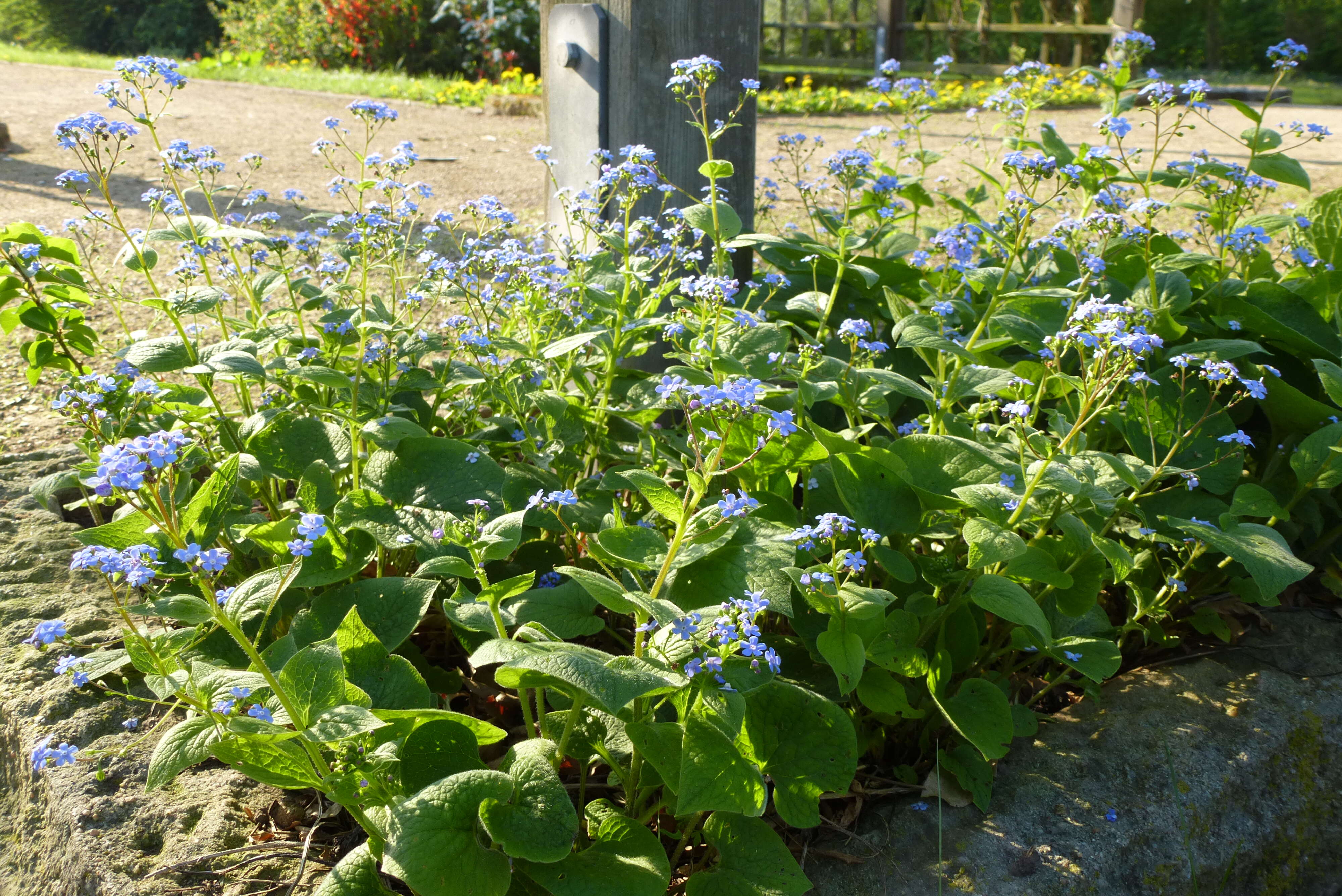 Plancia ëd Brunnera macrophylla (Adams) I. M. Johnst.