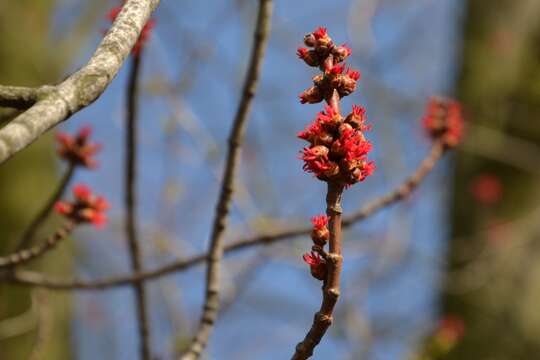 Imagem de Acer saccharinum L.