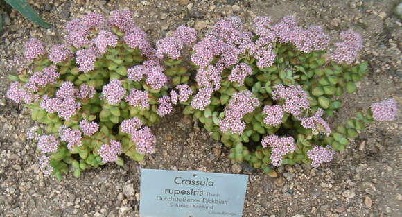 Image of Concertina plant