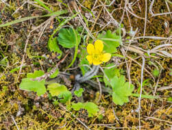 Image de Ranunculus muricatus L.