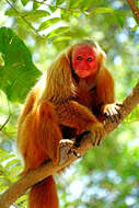 Image of Uakari