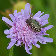 Image de Cétoine grise