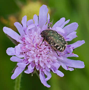 Image of Oxythyrea funesta (Poda 1761)