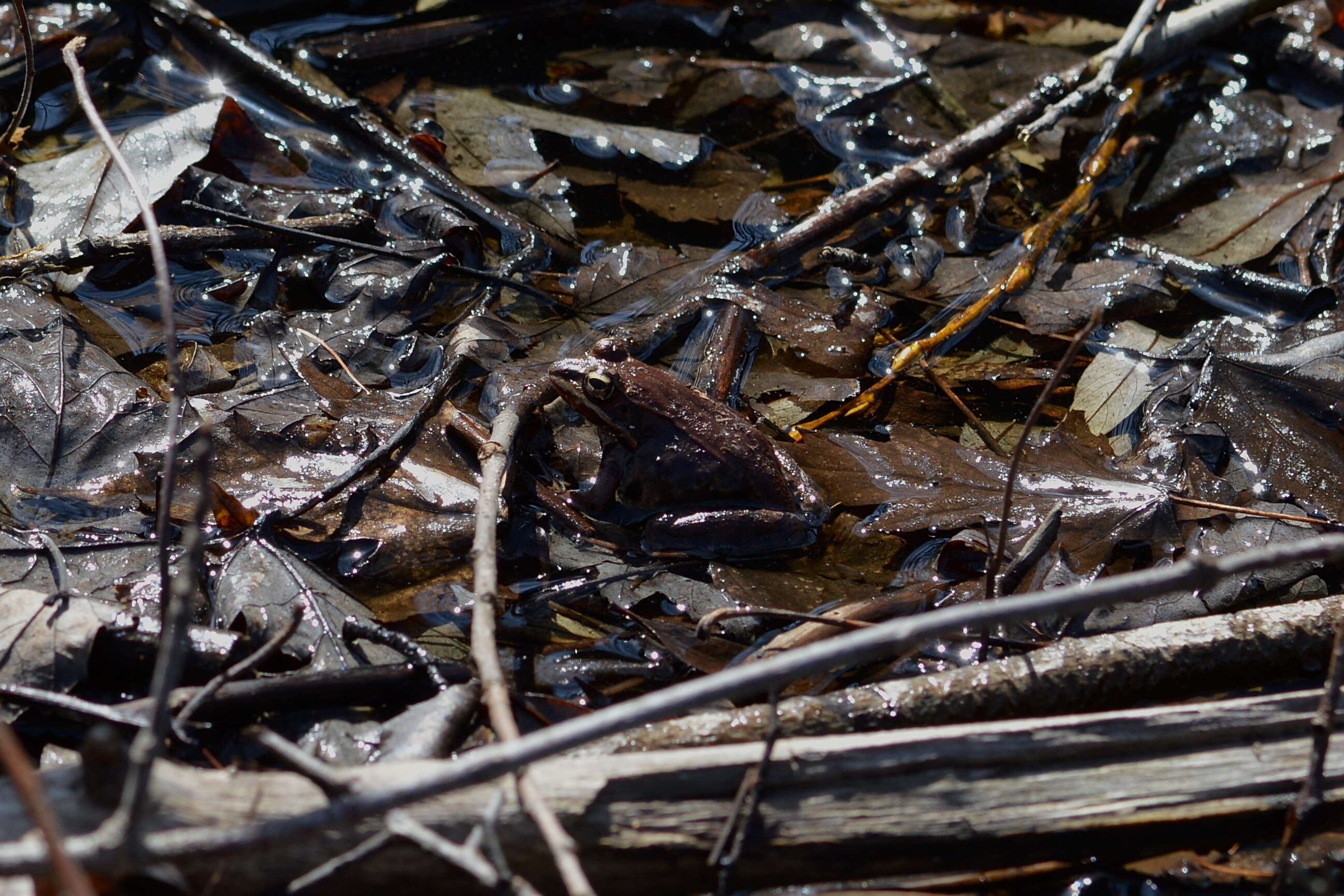 Image of Wood Frog