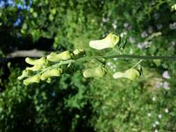 Image of monkshood