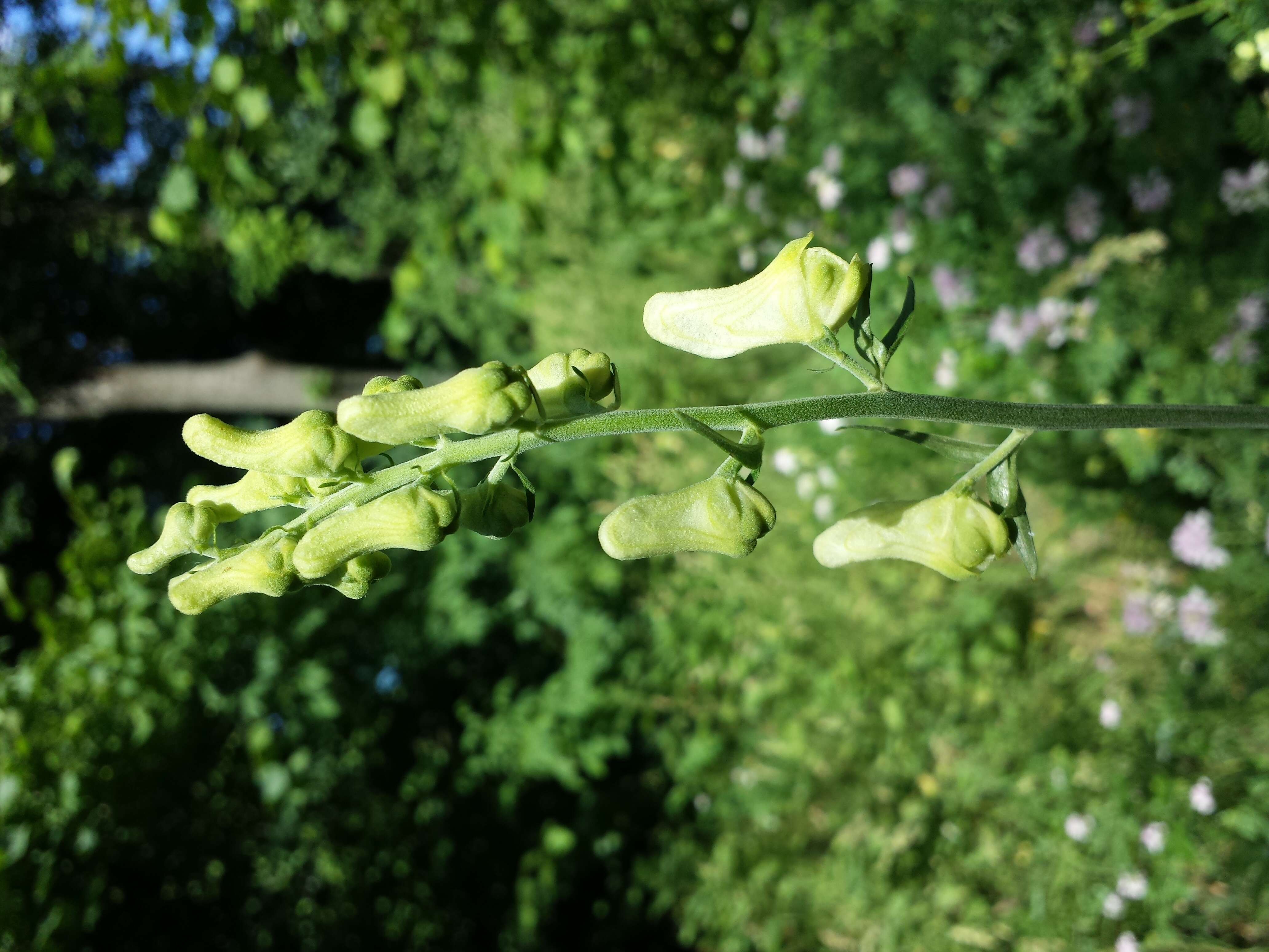 Image of monkshood