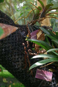 Image of Neoregelia pauciflora L. B. Sm.