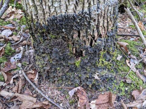 Image of felt lichen