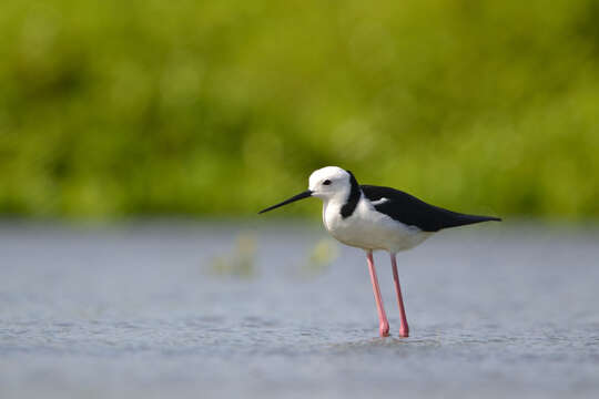 Image of Pied Stilt