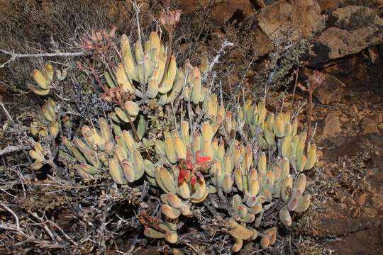 Image of Cotyledon tomentosa Harv.