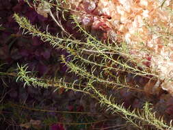 Image de Epilobium brachycarpum Presl