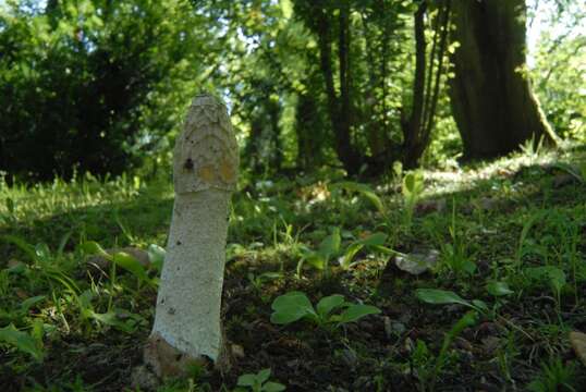 Image of Stinkhorn