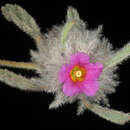 Image of Waltheria virgata Ewart & Cookson