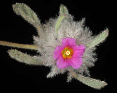 Image de Waltheria virgata Ewart & Cookson